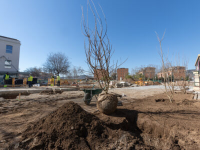 El municipi invertirà 300.000 euros per a la millora i reposició de l’arbrat viari